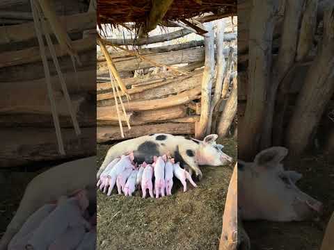 Hayatımda ilk defa böyle bir sahneyi canlı yaşadım , mükemmeldiii