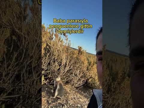 İşimizde iyiyiz şükür