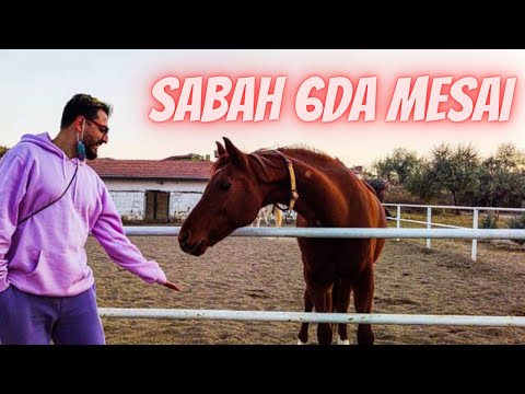 AT ÇİFTLİĞİNDE GÖNÜLLÜ ÇALIŞMAYA BAŞLADIM 🇹🇷