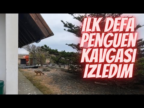 #2S/105B 🇦🇷  Bİ TİLKİ TARAFINDAN KISTIRILMADIĞIM KALDIYDI , ODA OLDU ŞÜKÜR