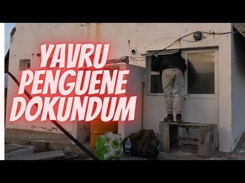 #2S/104B 🇦🇷 PENGUEN EVİNE PENCEREDEN KAÇAK GİRDİM !