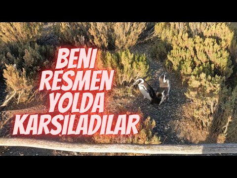 #2S/103B 🇦🇷 BAŞARDIK ! SONUNDA PENGUENLERE KAVUŞTUM