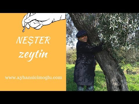NEŞTER - ZEYTİN