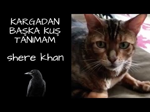 SHERE KHAN'dan BAŞKA KAPLAN TANIMAM !
