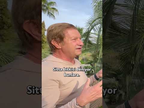 Orman Yangınlarında Yanmayan Bitki! #shorts