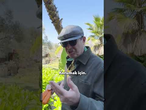 Bottarganın İyisi Nasıl Anlaşılır? #shorts