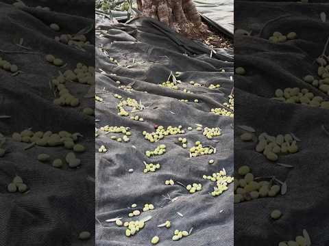 Zeytinyağının İlk Adımı! #shorts