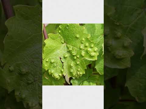 Üzümlerin Hastalığı Öncesi Şarap | Ayhan Sicimoğlu