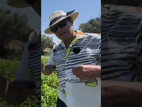 Yeşil Biber Kırmızıdan Daha Acıdır! | Ayhan Sicimoğlu #shorts