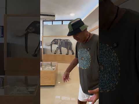 Osmanlı ve Filler | Ayhan Sicimoğlu #shorts