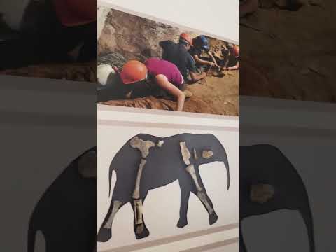 Filler Adalarda Ne Arıyor? | Ayhan Sicimoğlu #shorts