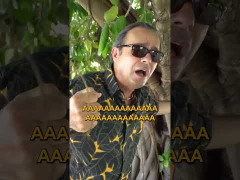 Tarzan'ın Sallandığı Ağaç 🌴 | Ayhan Sicimoğlu #shorts