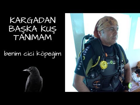 KARGADAN BAŞKA KUŞ TANIMAM - BENİM CİCİ KÖPEĞİM