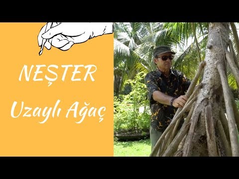 NEŞTER - UZAYLI AĞAÇ