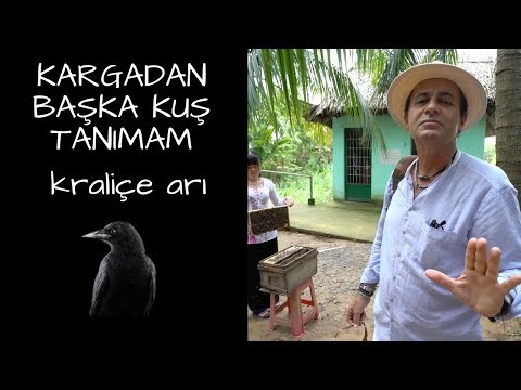 KARGADAN BAŞKA KUŞ TANIMAM - KRALİÇE ARI