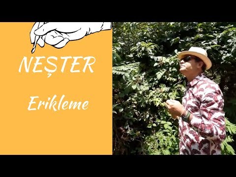 NEŞTER - ERİKLEME