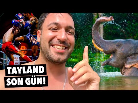 Tayland'da Son 24 Saatim: Bebek Filler, Muay Thai ve Sokak Yemekleri