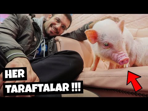 ÇOK PONÇİK!! Japonya'da DOMUZ Cafe'sine Gittik!! (Lezzetli VLOG)