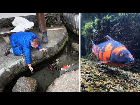 Sokak Balıkları - Japonya Sokaklarında Yaşayan Balıklar