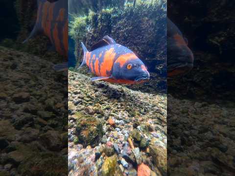 Japonya’da sıradan bir su kanalı