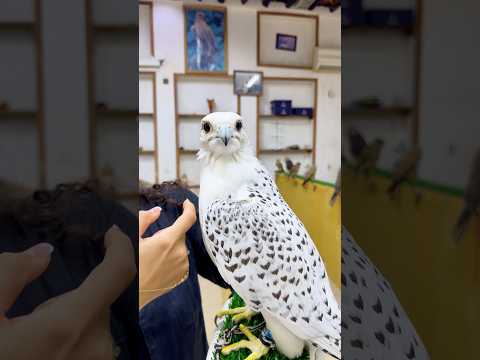 Katar’daki şahin kültürü çok başka bir seviyede.