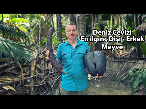 Dünyanın En İlginç Dişi ve Erkek Meyvesi - Seyşeller Gezimizden