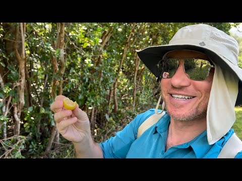 Mauritius Gezim - Pazarlar, Yemekler, Market Fiyatları, Dağ Tepe, Deniz, Yeryüzündeki Cennet