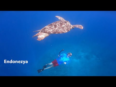 Endonezya - Dalış ve Gili Trawangan Adası - 4. Bölüm
