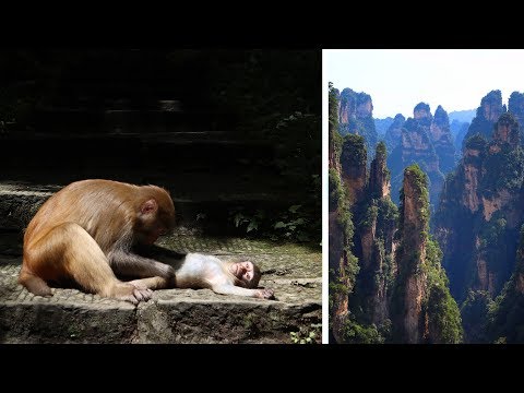 Çin'in En Görülesi Yerlerinden Biri - Wulingyuan National Park