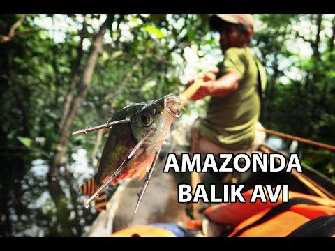 Mızrakla Balık Avlayan Usta Balıkçı ve Piranalar - AMAZON