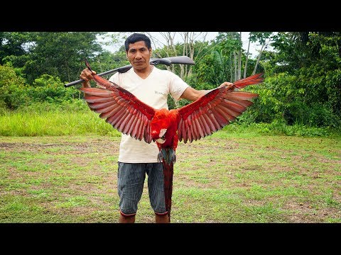 Çok Farklı Yemekler Maymun, Papağan, Kaplumbağa, Kurt, Çekirge, Kobay