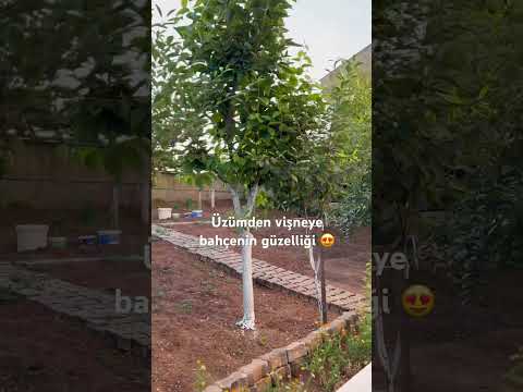 Organik bahçe; üzümden vişneye… #bahçe #organic #uzum #vişne