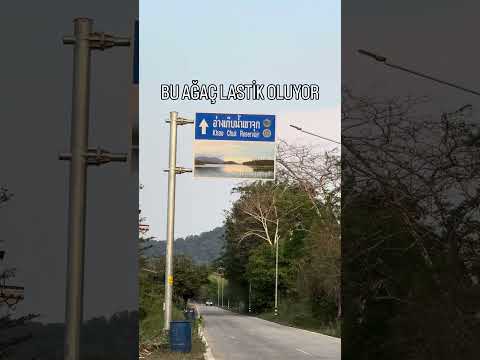 Tayland’da Kauçuk Gerçeği