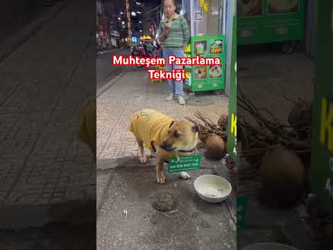 Bir Köpeğin Boynundaki Yazı Beni Alışverişe İkna Etti