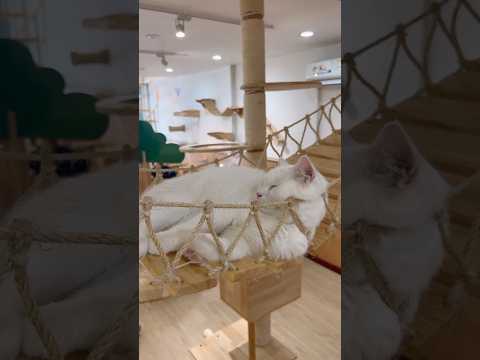 Tayland’da Kedi Kafe: ücretsiz Mama, Ücretsiz İçecek! 😻