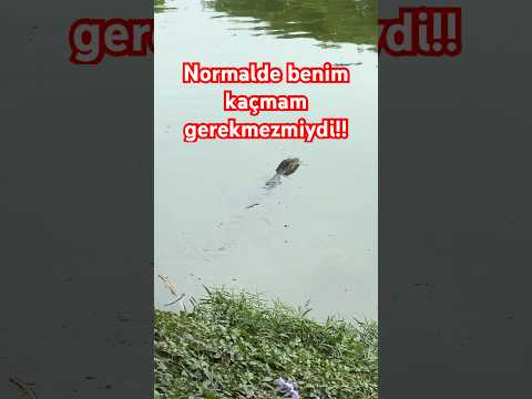 Tayland Gölünde Karşıma Çıktı! Kaçması Gereken Bizdik Ama O Bizden Kaçtı! 😲