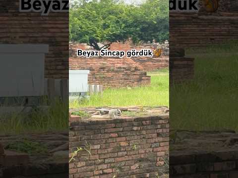 Tayland’da Albino Sincap! İlk Kez Gördüm 😲