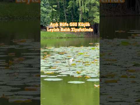 Nilüferlerin Üzerinde Adeta Dans Ediyor! Ve Balıkları Yiyor