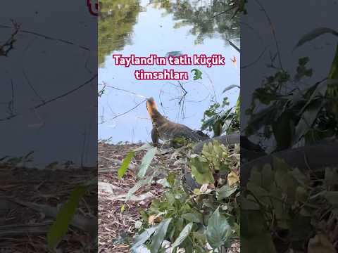 Tayland Parkında Timsah Sandık! Gerçek Ne Çıktı? 😱🇹🇭