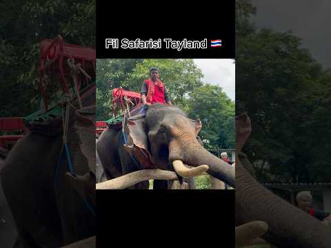 Tayland’da Fil Safarisi – Hayatımın En Büyüleyici Anı!