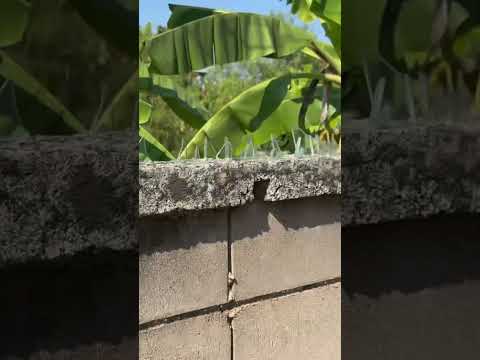 Tayland’da Güvenlik Önlemi: Duvar Üstüne Cam Kırıkları Koymuşlar!