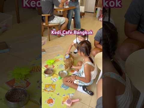 Bangkok’ta kedi dolu bir kahve molası!