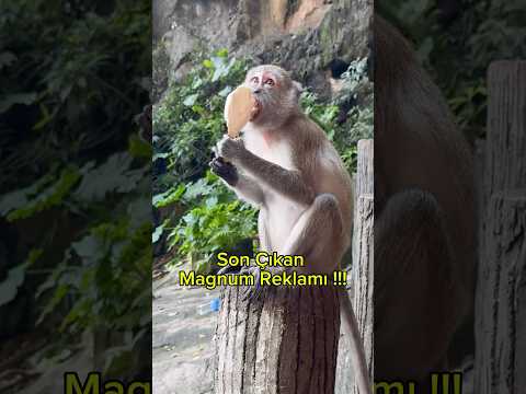 Dondurma Yalayan Maymun! 🍦🐒 #magnum #icecream