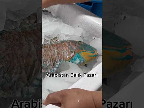 Kızıldeniz'in Büyüleyici Renkli Balıklarıyla Tanışın!