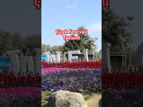 Chang Mai Şehri Çiçek Festivali 2025: Renkli Görsel Şölen! 🌸✨