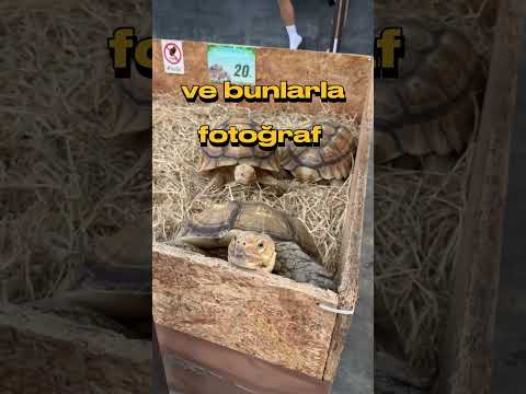 Tayland Sokak Fuarları !!!