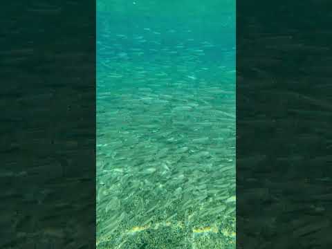 Hayatınızda Böyle Bir Şey Görmediniz!