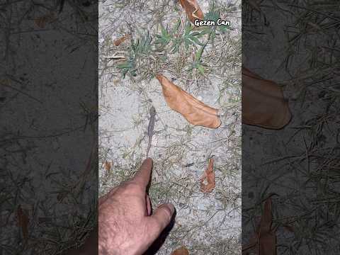 Tayland’da gece kertenkeleleri rahatsız ediyorum 🦎