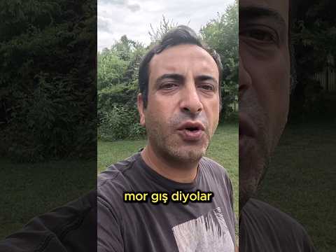 mor gışla nasıl zengin olunur?