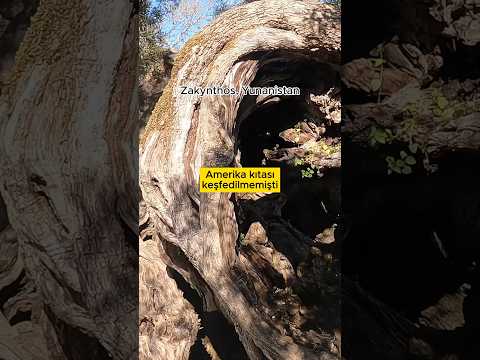 Gördüğüm en yaşlı ağaç